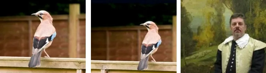 Picture of bird centred in frame